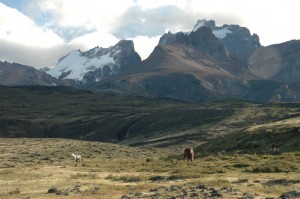 patagonia-horses-resized